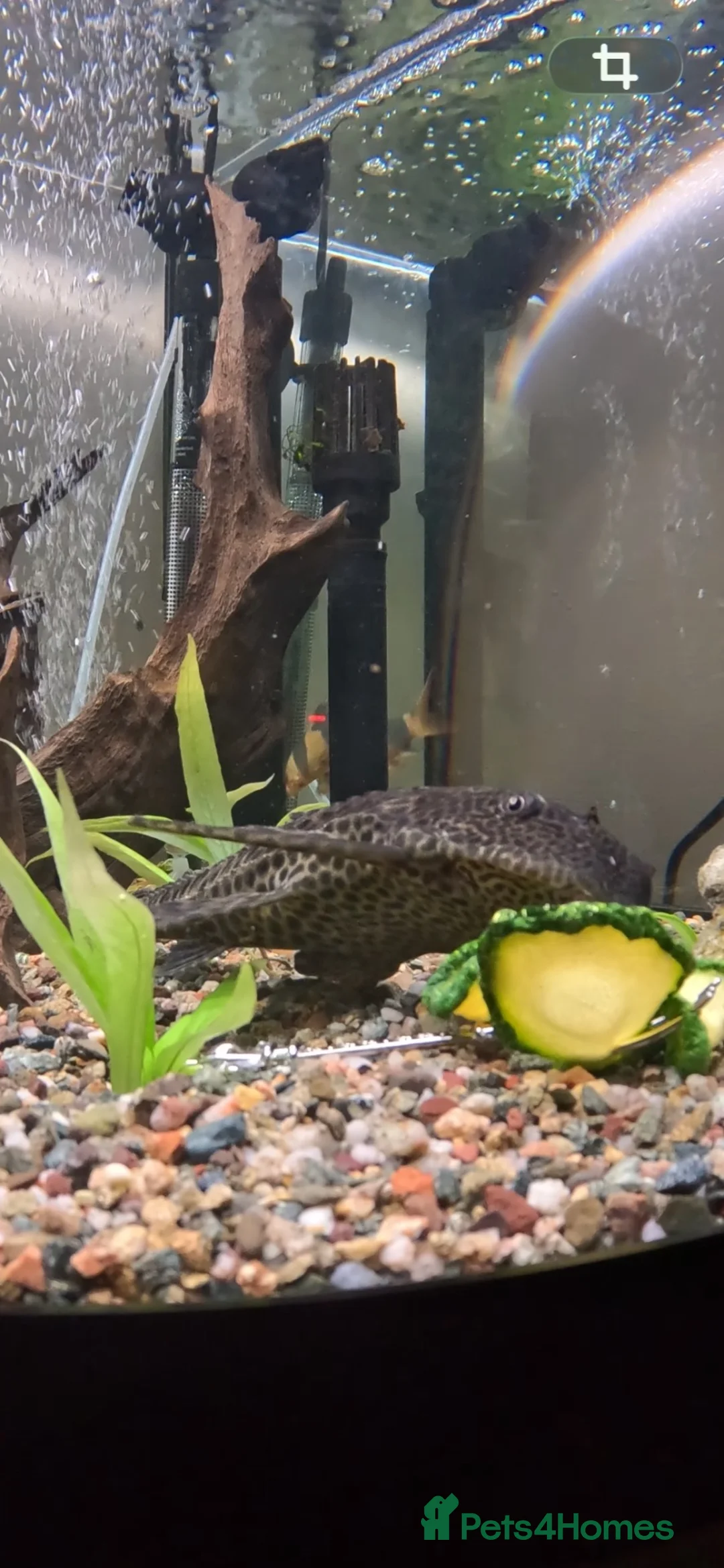 Plecos fish for sale: 9in Common Pleco in Liverpool - Advert 3