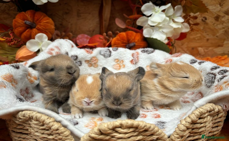 Mini Lop rabbits - Advert 1