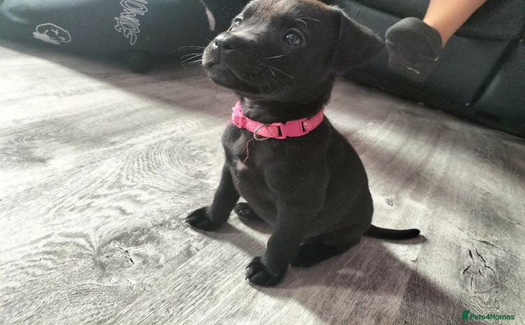 Mixed Breed dogs - Advert 4