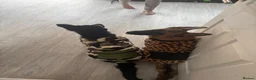 German Shepherd dogs for sale: Unrelated male and female German shepherds - Advert 1