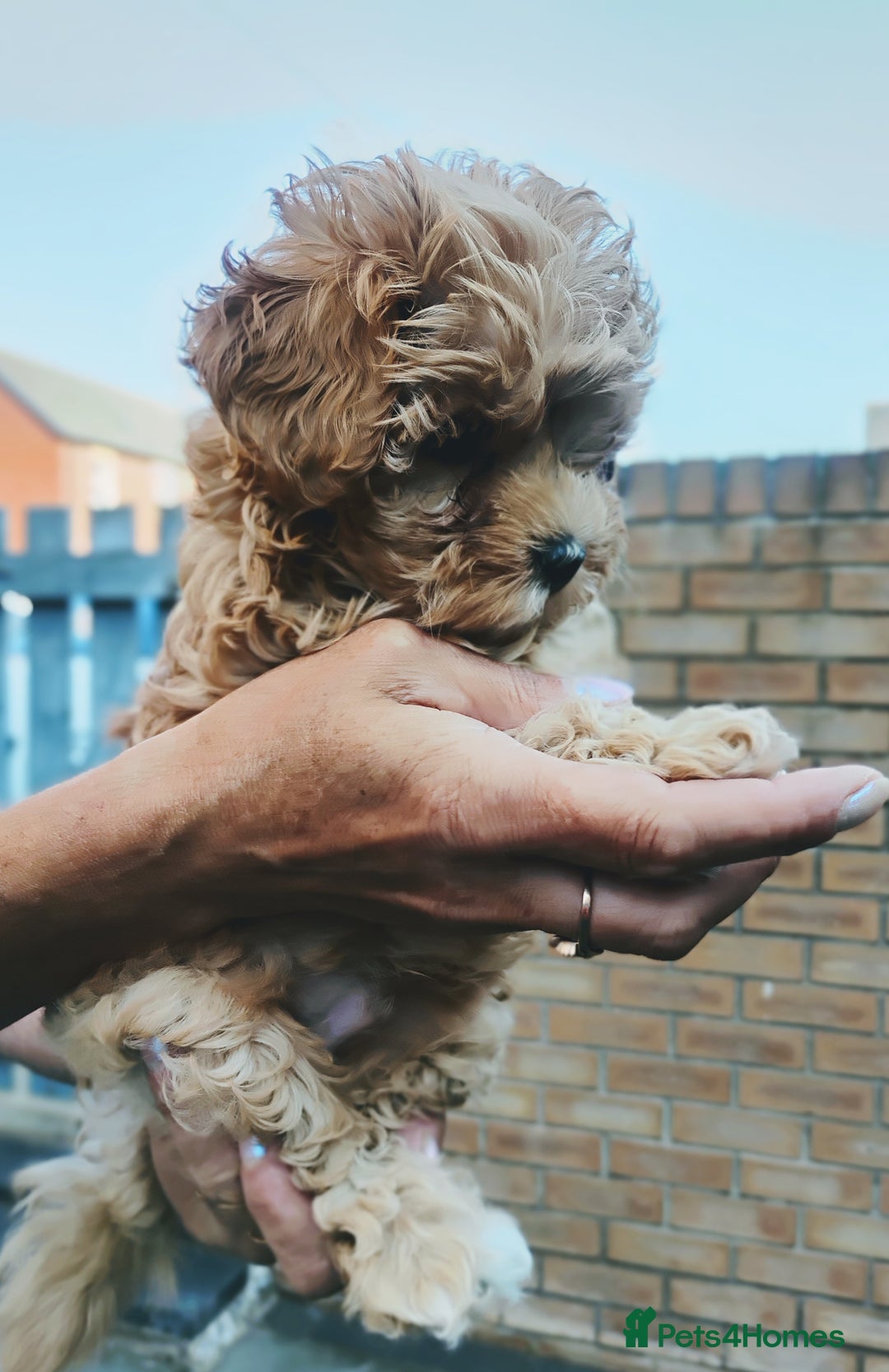 Maltipoo dogs for sale: Beautiful Maltipoo boys for sale 🐾 - Image 20