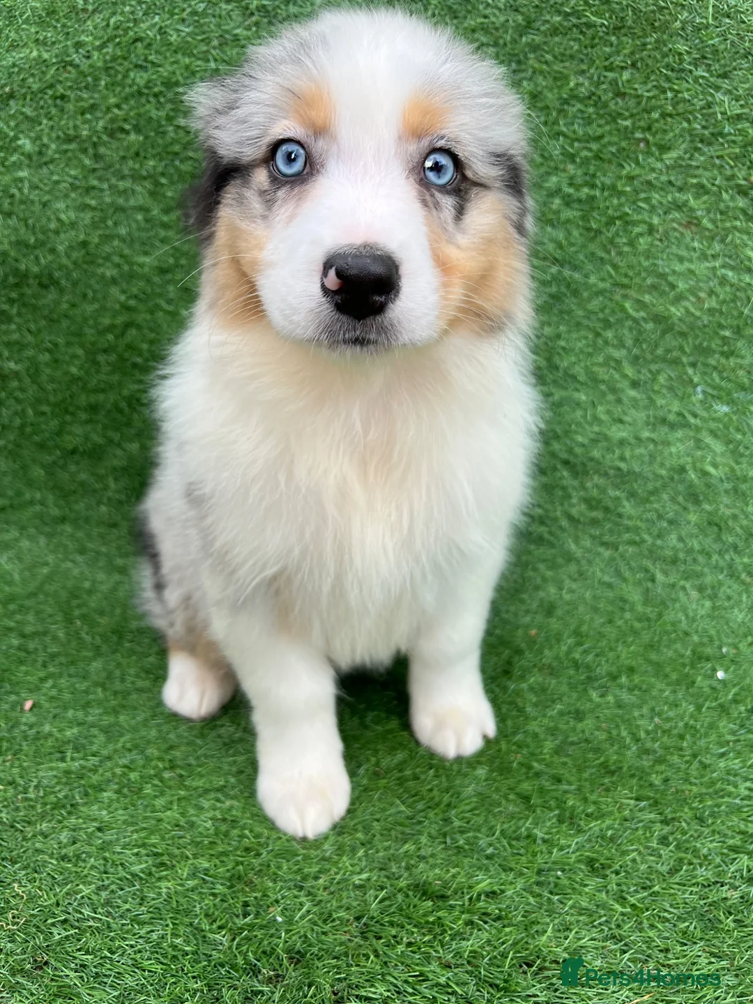 Australian Shepherd dogs for sale: Australian Shepherd Puppies  - Advert 2