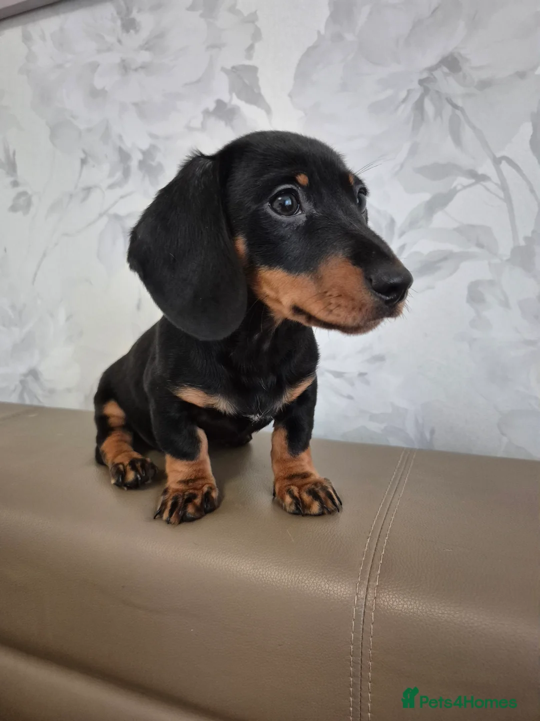 Dachshund dogs for sale: 💙 Miniature Dachshund Boy!💙 - Advert 37
