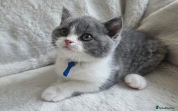 British Shorthair cats for sale: GCCF British Shorthair Kittens Champion Bloodlines - Image 15