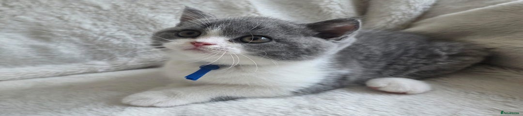 British Shorthair Kitten Blue Collar