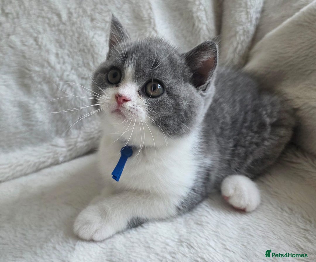 British Shorthair cats for sale: GCCF British Shorthair Kittens Champion Bloodlines - Image 15