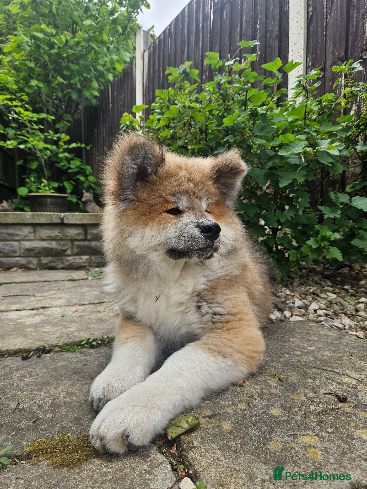 Japanese Akita Inu dogs for sale: RKC Registered Long-Coat Female - Advert 26