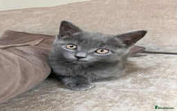 British Shorthair cats for sale: Grey Kitten - Image 3