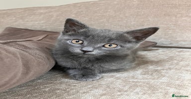 British Shorthair cats - Advert 1