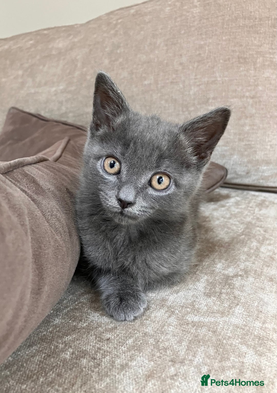 British Shorthair cats for sale: Grey Kitten - Image 3