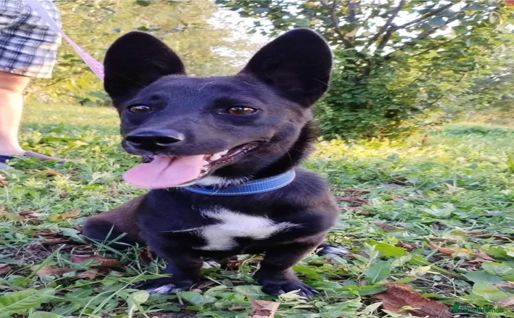 Mixed Breed dogs LIA ( mixed breed)  - Advert 1