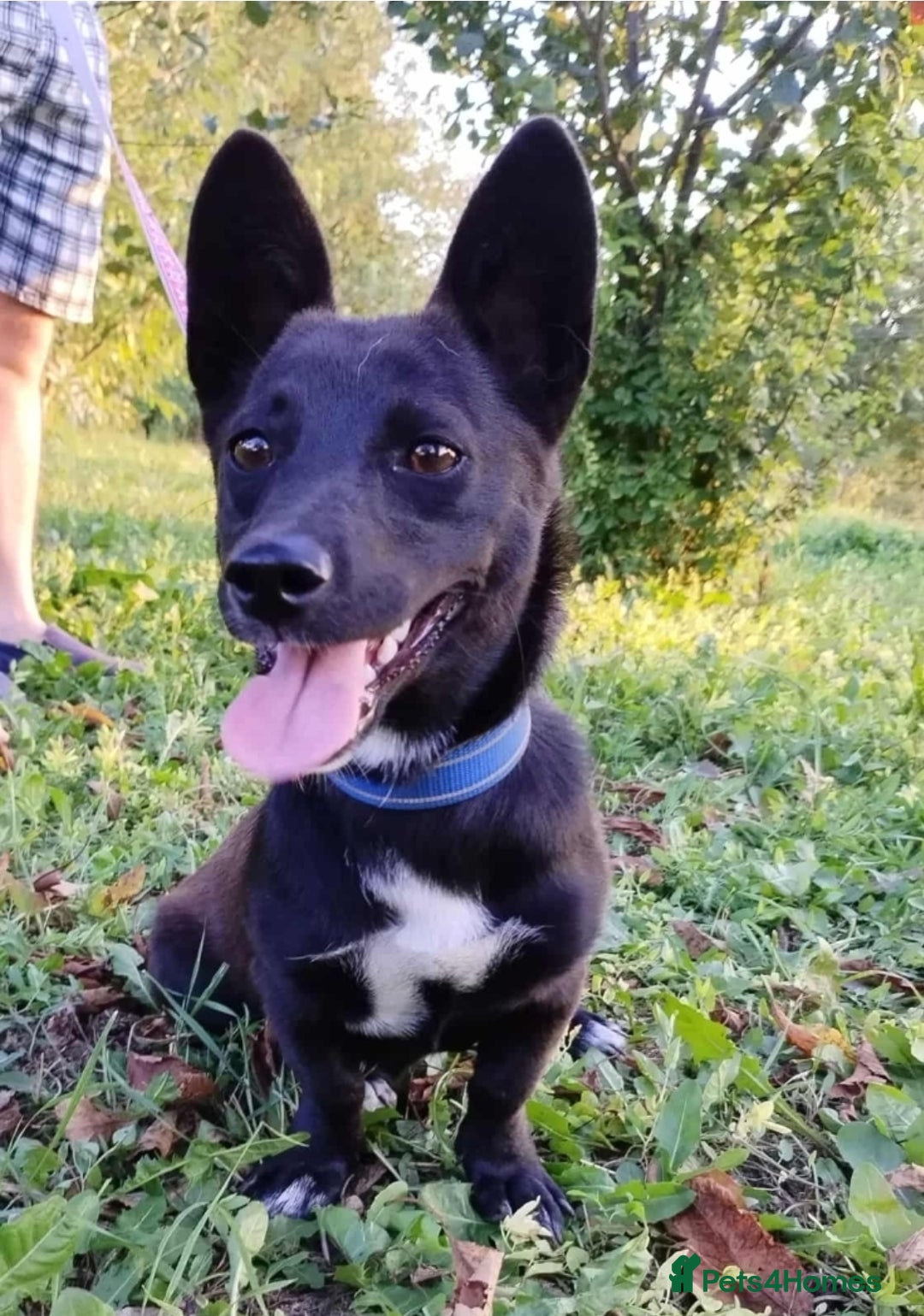 Mixed Breed dogs for adoption: LIA ( mixed breed)  - Advert 1