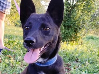 Mixed Breed dogs for adoption: LIA ( mixed breed) - Advert 1