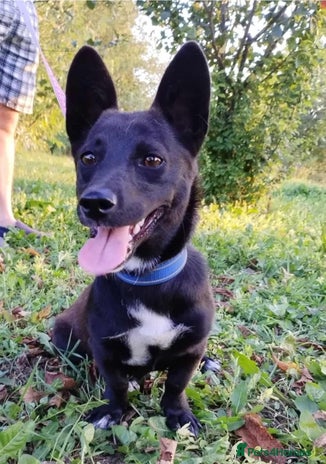 Mixed Breed dogs LIA ( mixed breed) - Advert 2