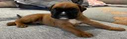 Boxer dogs for sale: Beautiful, KC registerd boxer puppies for sale - Advert 17