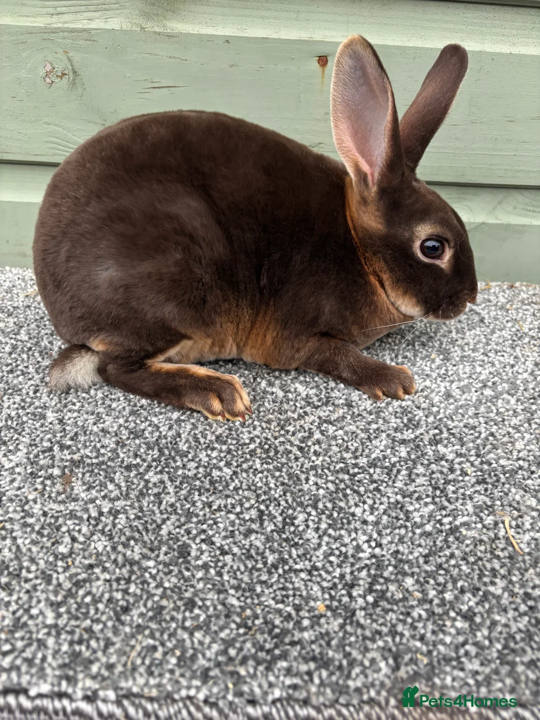 Rex rabbits for sale: Purebred Chocolate Otter Mini Rex bucks - Advert 2