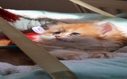 British Shorthair cats for sale: ✨Exclusive Show Quality Golden BSH/BLH babies 🦁  - Image 8