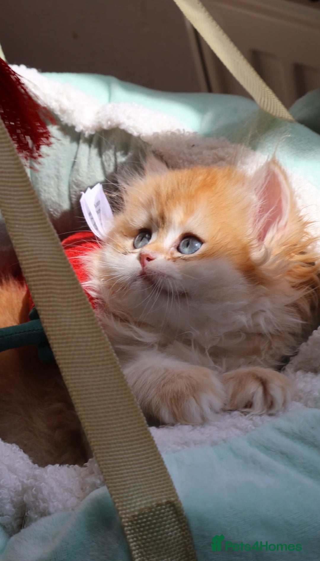 British Shorthair cats for sale: ✨Exclusive Show Quality Golden BSH/BLH babies 🦁  - Image 8
