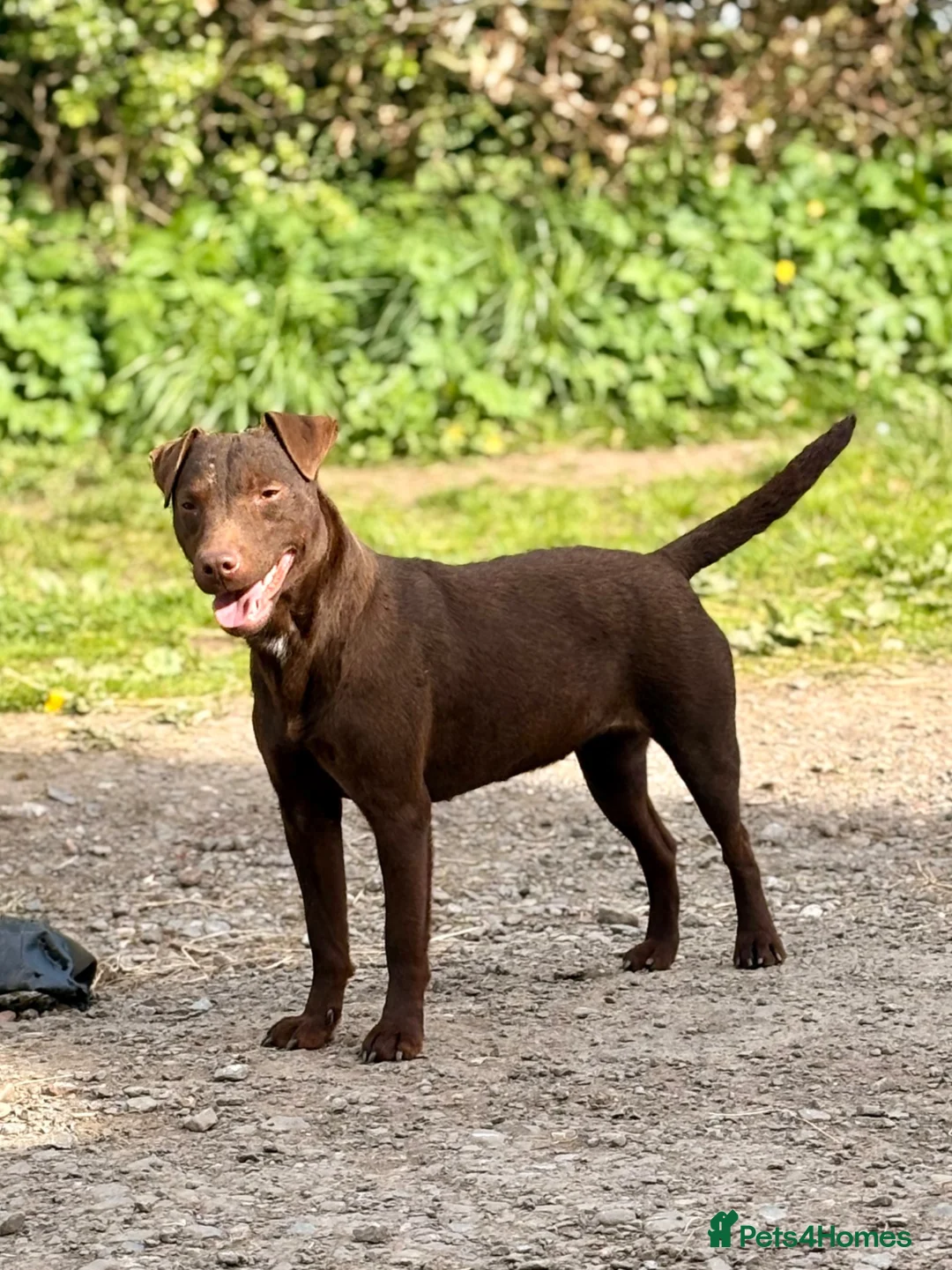 Patterdale Terrier dogs for sale: Quality Patterdale Pups Available  - Advert 2