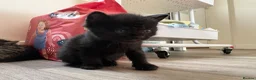 Mixed Breed cats for sale: 3 beautiful kittens  - Advert 11