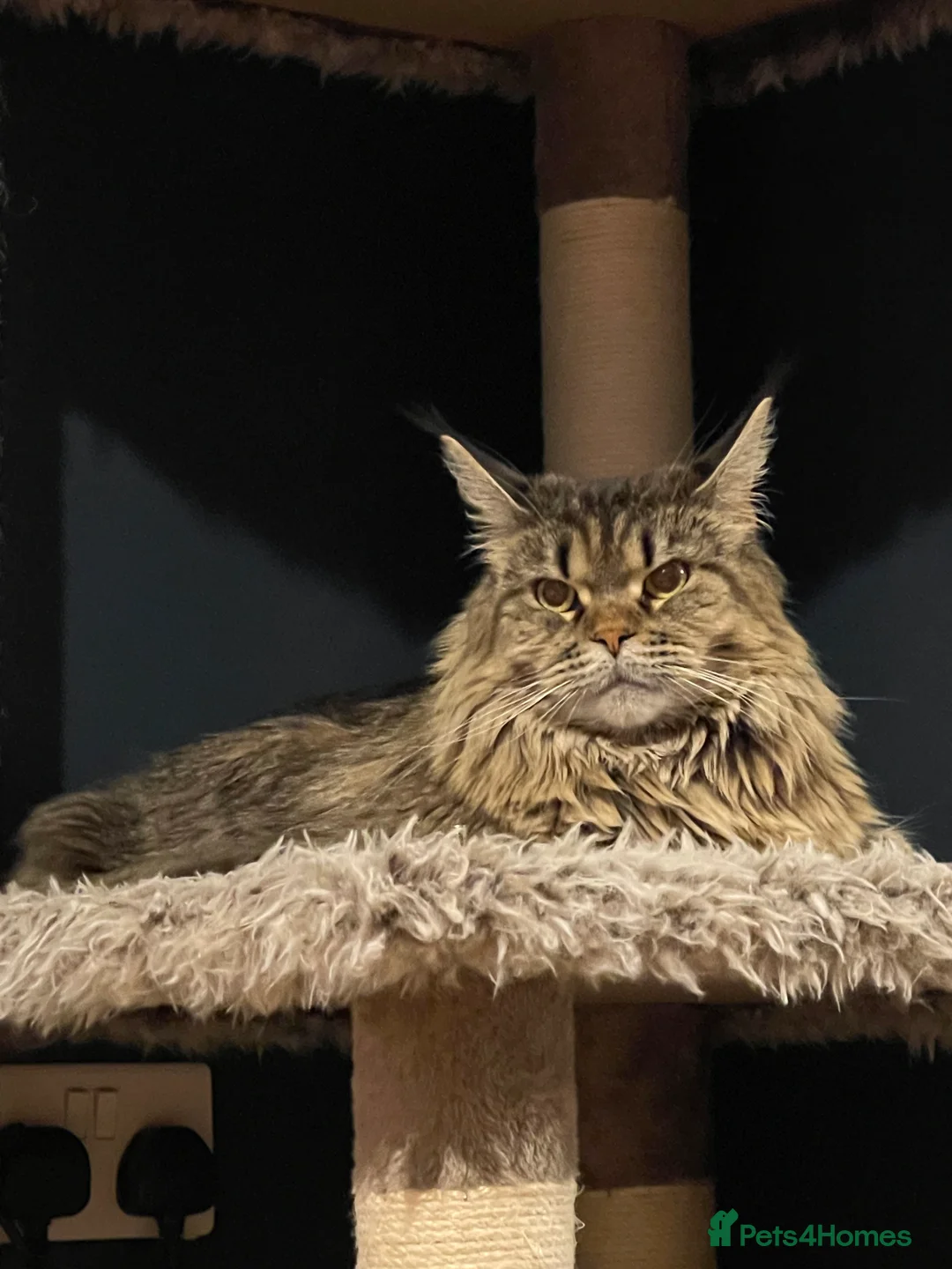 Maine Coon cats for sale: Beautiful Maine Coon Cat Looking for a Loving Home in Harlow - Advert 2