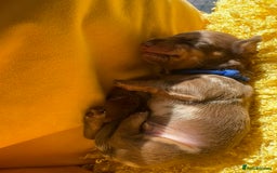 Miniature Dachshund dogs for sale: Miniature Dachshund stunning puppies  - Image 34