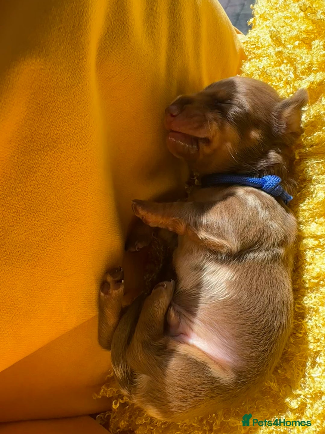 Miniature Dachshund dogs for sale: Miniature Dachshund stunning puppies  - Image 34