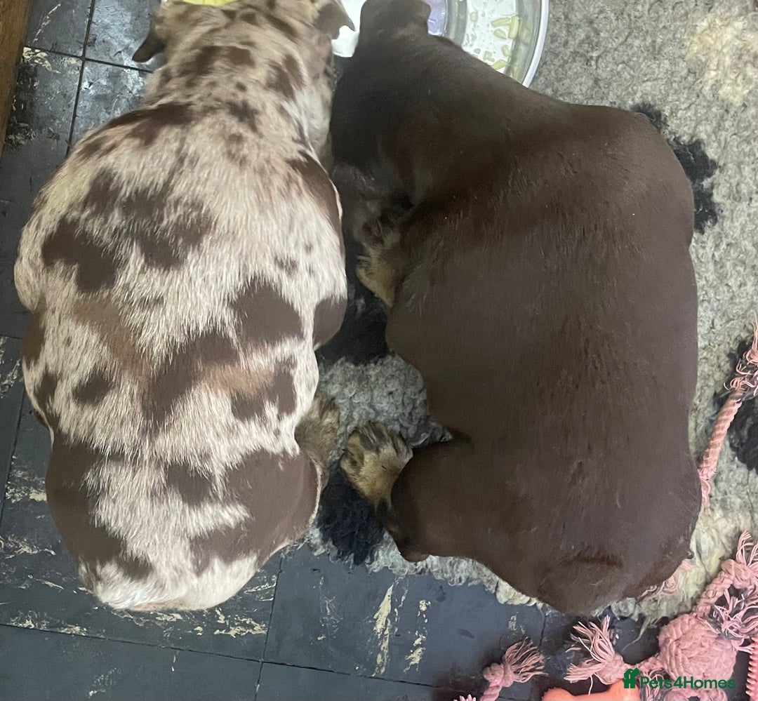 English Bulldog dogs for sale: World class English bulldogs / reduced  - Image 6