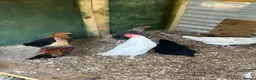 Chickens poultry for sale: Point of Lay and Laying Chickens - Advert 5