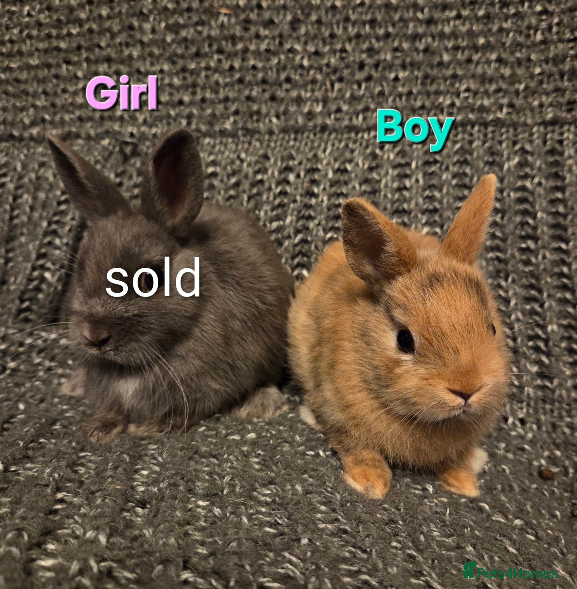 Netherland Dwarf rabbits 8wk old orange choc Boy - Advert 1