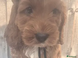 Cockapoo dogs F1 SHOW extensively health tested cockerpoo - Advert 1