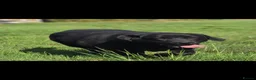 Labrador Retriever dogs for sale: Beautiful 10 month Female Lab - Advert 4