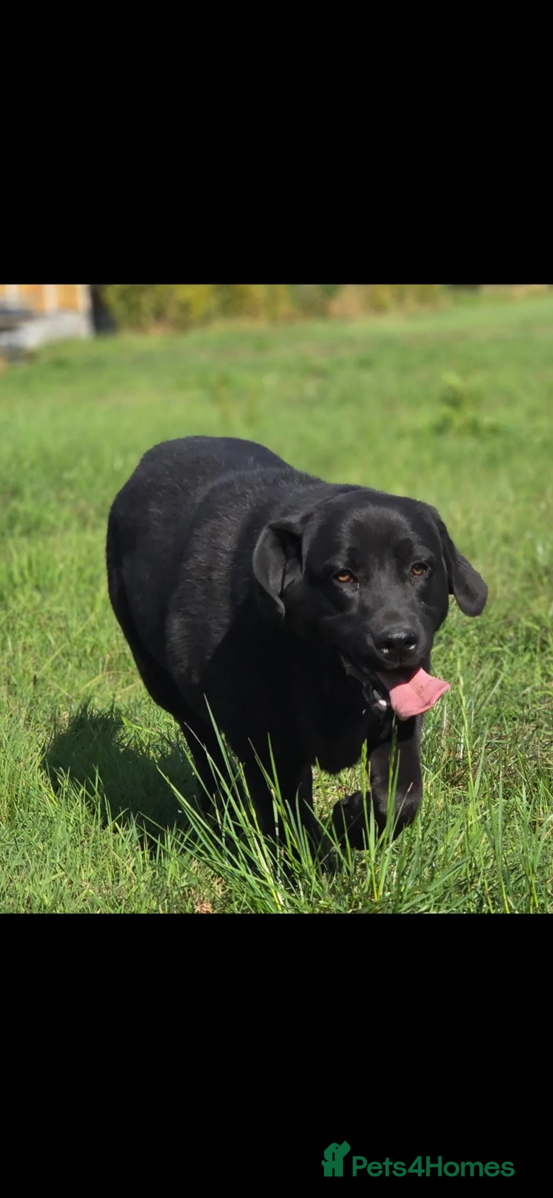 Labrador Retriever dogs for sale: Beautiful 10 month Female Lab - Advert 4