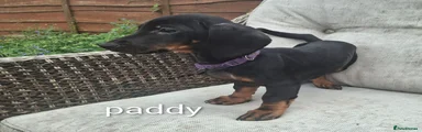 Dachshund paddy