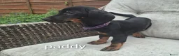 Dachshund dogs for sale: Dachshund  - Advert 6