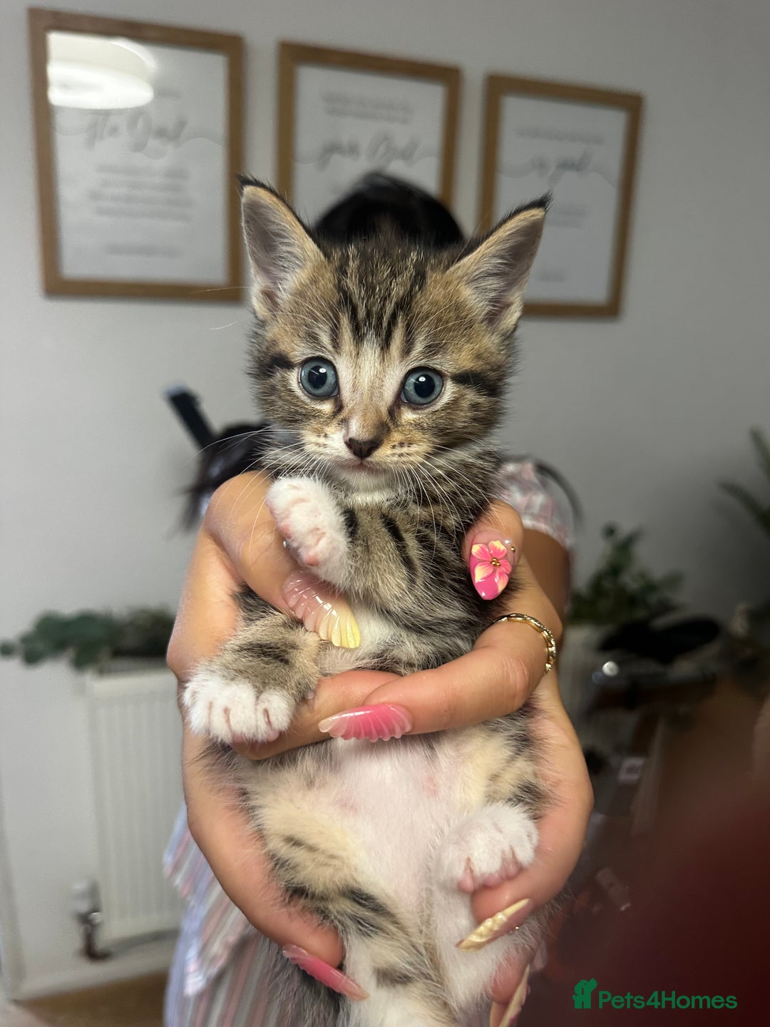Mixed Breed cats for sale: 6 Of the cutest kittens ever !  - Image 21