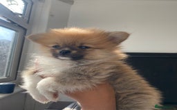 Pomeranian dogs for sale: Energetic Pome - Image 5