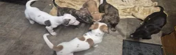 Mixed Breed dogs for sale: Beautiful Lurcher x jackshund - Advert 17