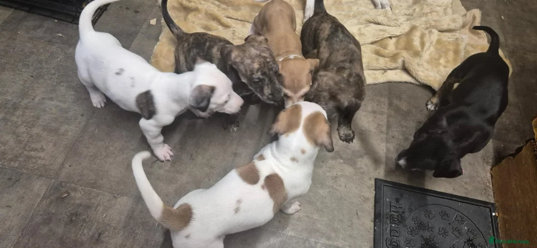 Mixed Breed dogs for sale: Beautiful Lurcher x jackshund - Advert 17