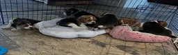 Beagle dogs for sale: Beagle ( foot beagles ) - Advert 11