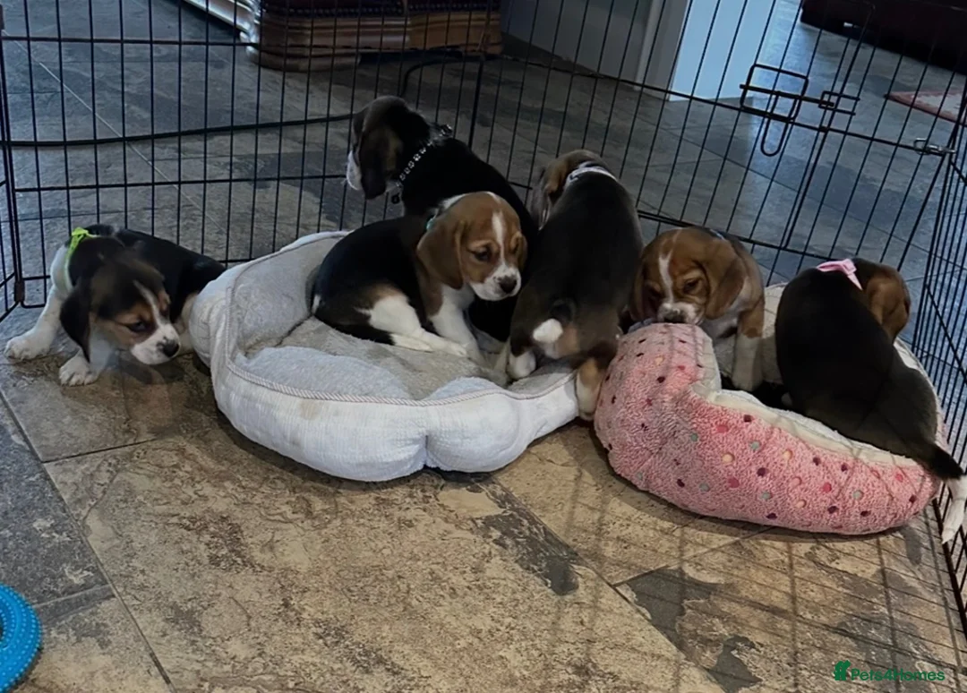 Beagle dogs for sale: Beagle ( foot beagles ) - Advert 11