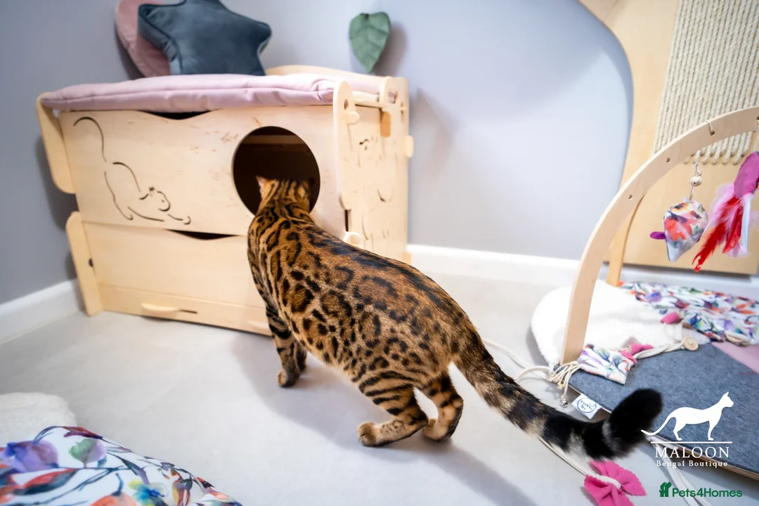 Bengal cats for sale: Stunning Bengal - Sophie. Forever family only. - Advert 12