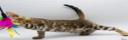 Bengal cats for sale: Stunning TICA Registered Bengal Kittens - Advert 27