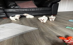 Bichon Frise dogs for sale: Bichon Frise Puppies - Image 9