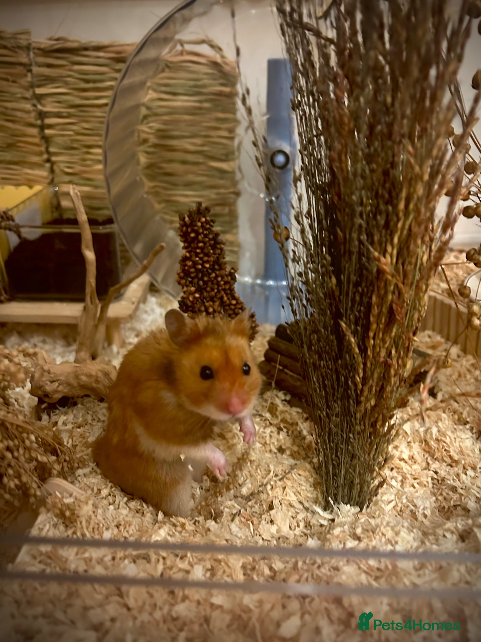 Hamster rodents Syrian Hamster - Advert 2