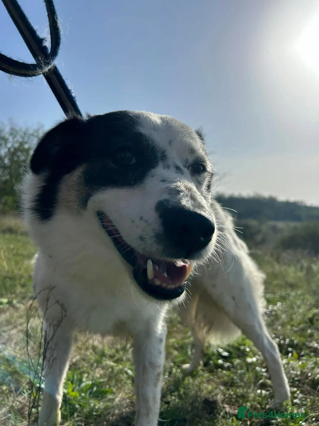 Mixed Breed dogs for adoption: Queenie - Norwich Norfolk  in Norwich - Advert 9