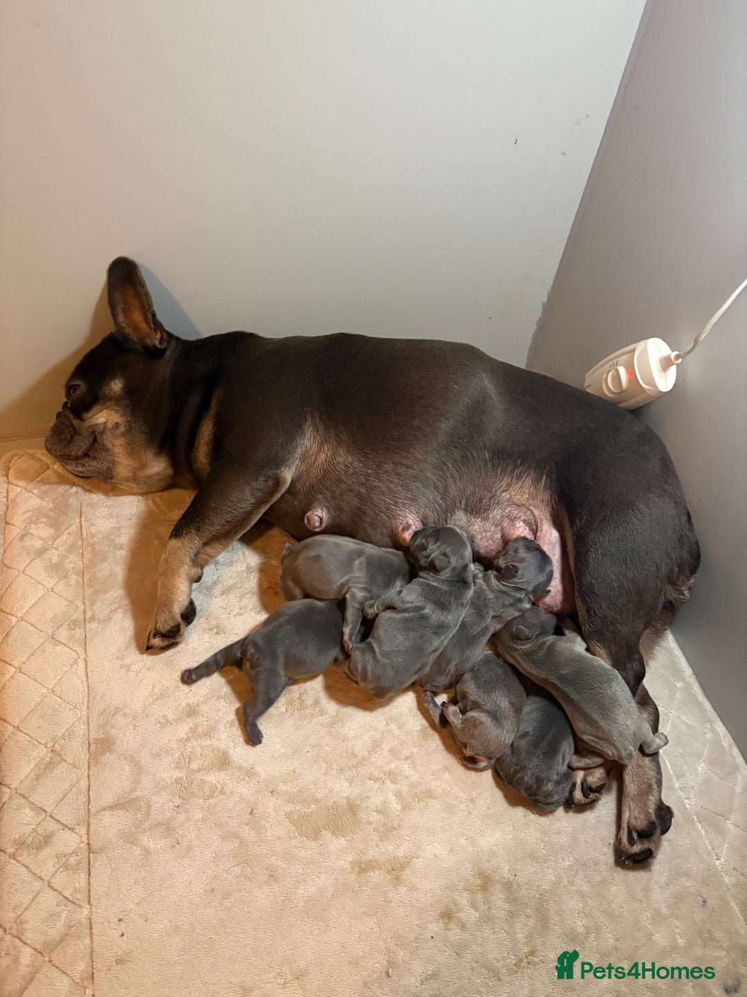 French Bulldog dogs for sale: French Bulldog Puppys - Advert 16