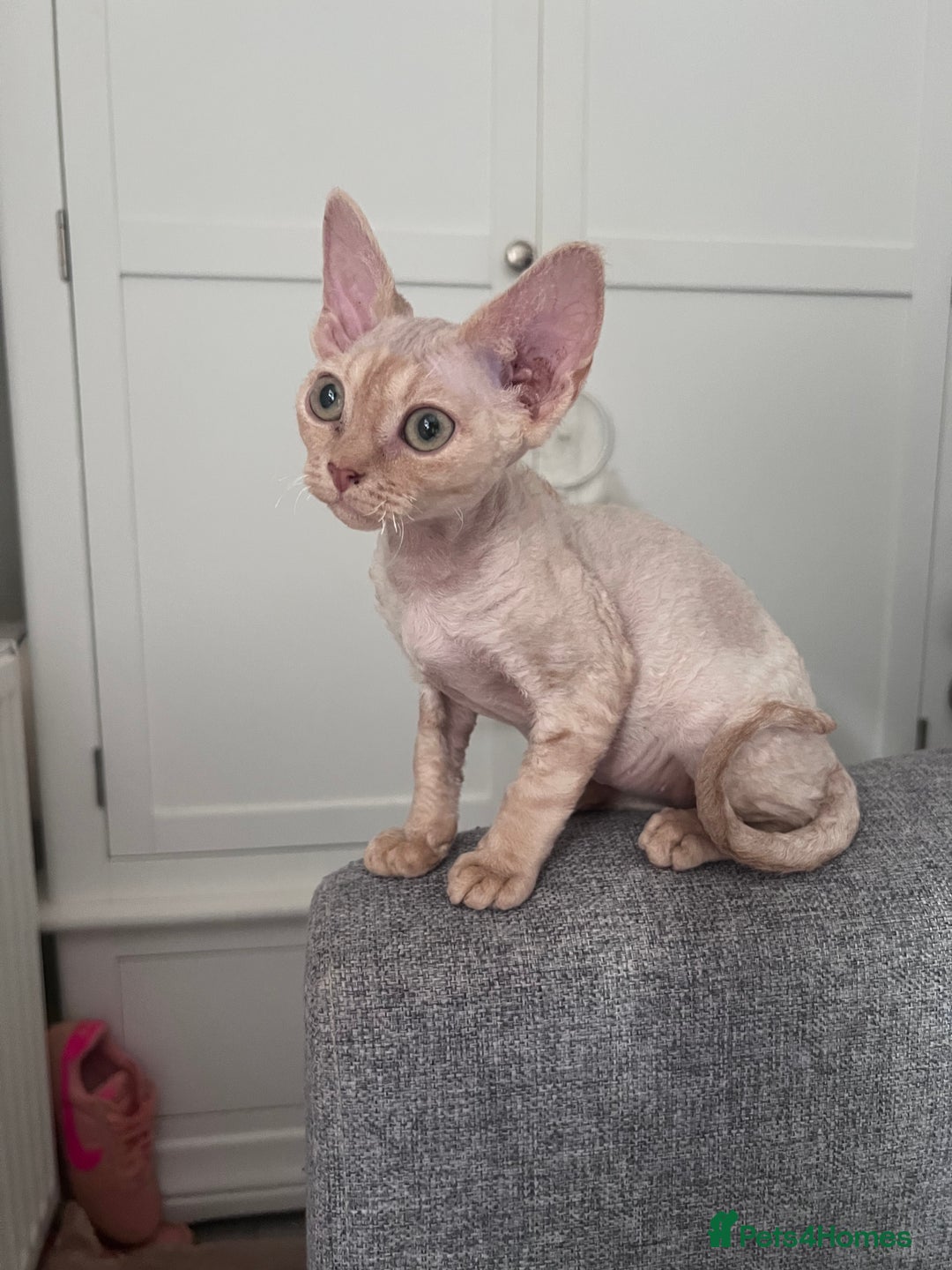 Devon Rex cats for sale: Ready now GCCF outstanding Devon Rex kittens  - Image 16
