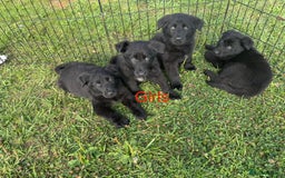 German Shepherd dogs for sale: German shepherd puppies  - Image 6