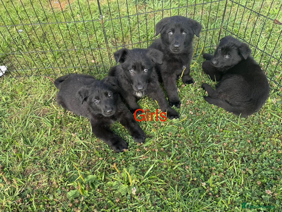 German Shepherd dogs for sale: German shepherd puppies  - Image 6